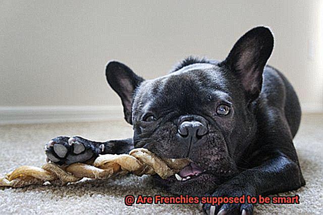 Are Frenchies supposed to be smart-2