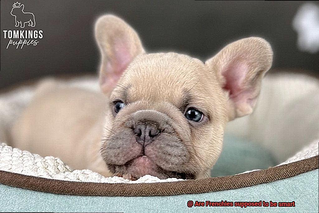 Are Frenchies supposed to be smart-6