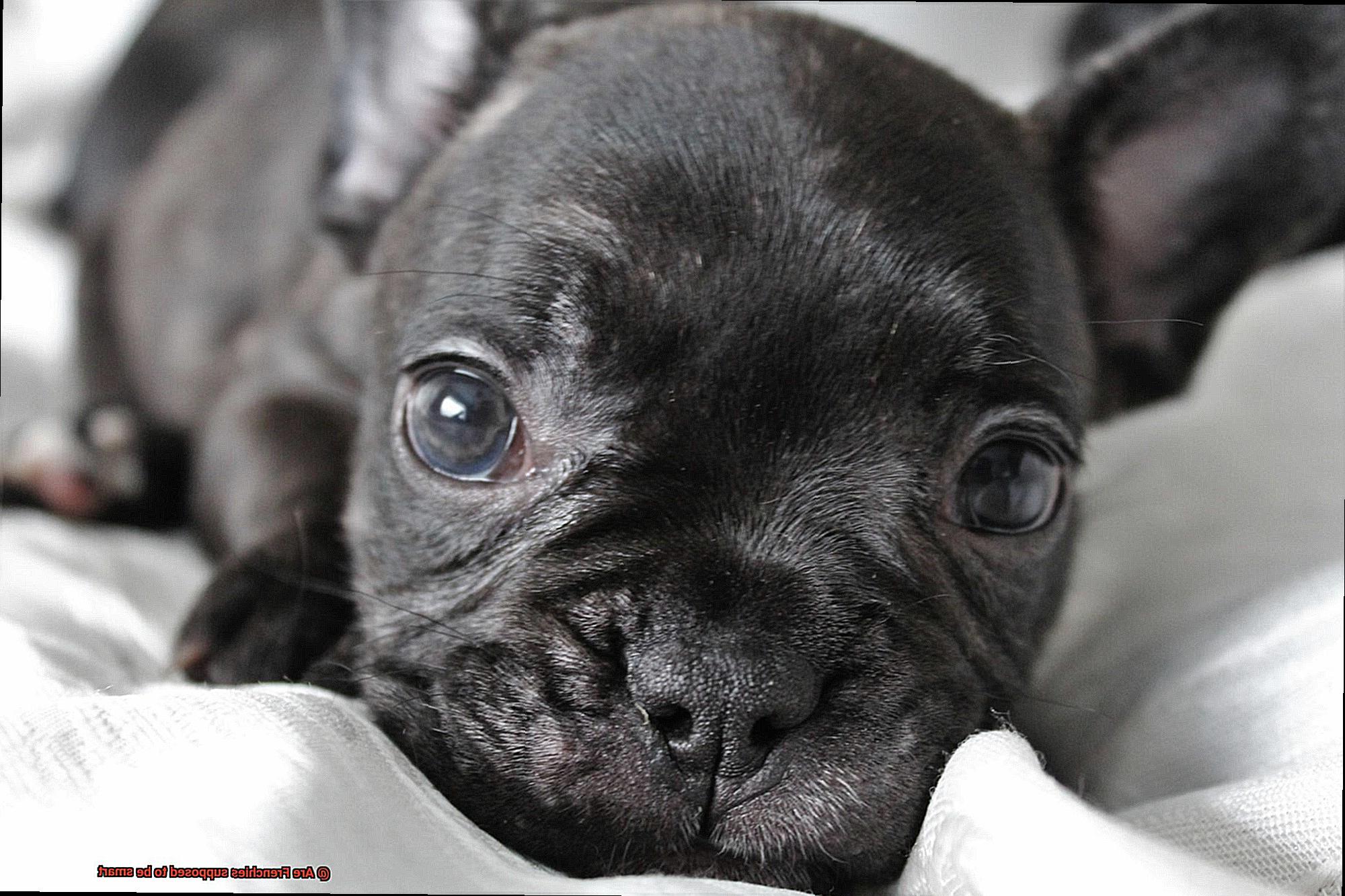 Are Frenchies supposed to be smart-9