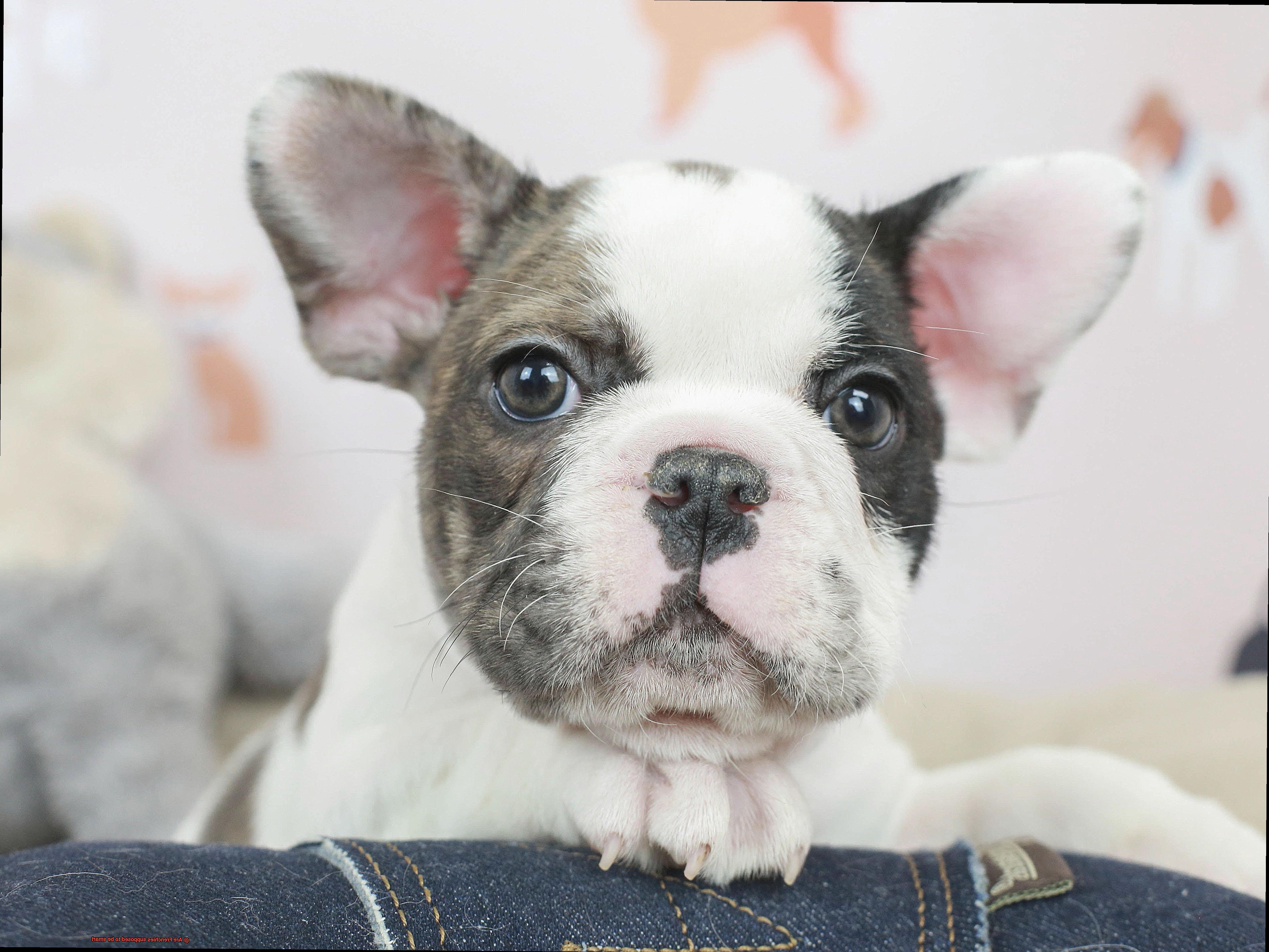 Are Frenchies supposed to be smart-3