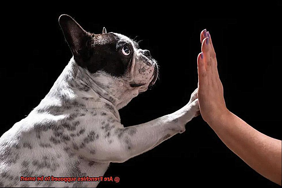 Are Frenchies supposed to be smart-5