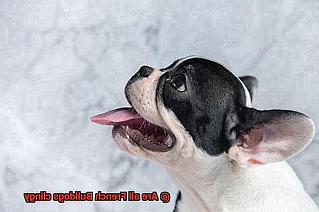 Are all French Bulldogs clingy-6
