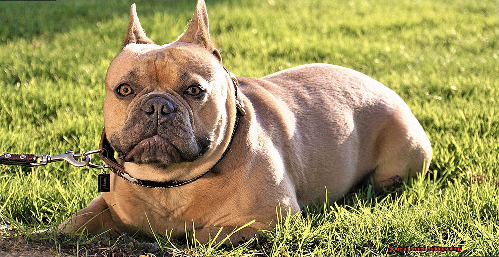 Are all French Bulldogs clingy-9