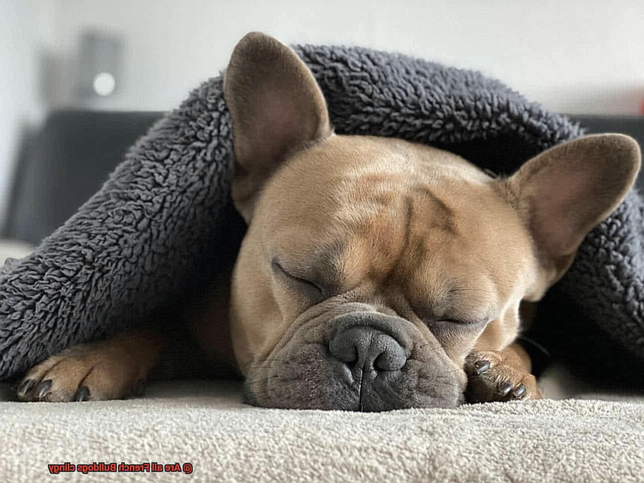 Are all French Bulldogs clingy-4