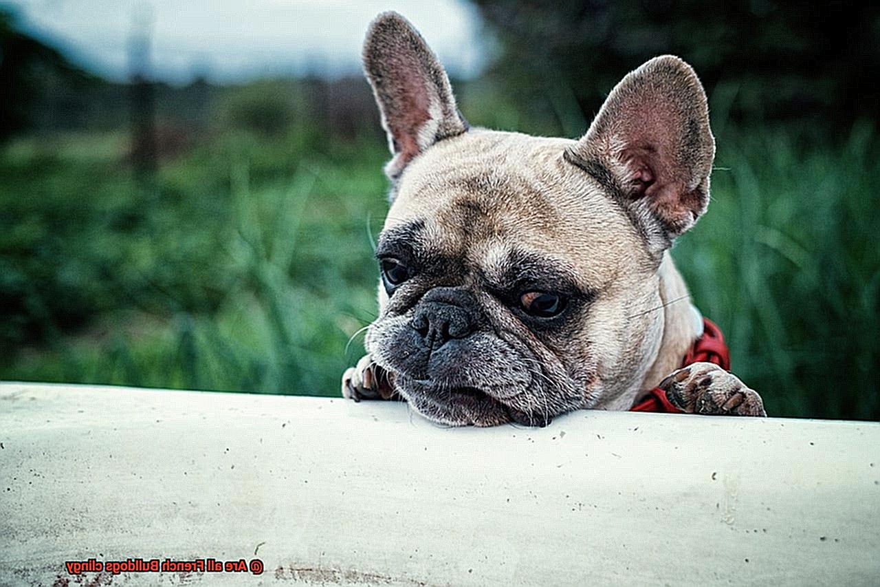 Are all French Bulldogs clingy-10