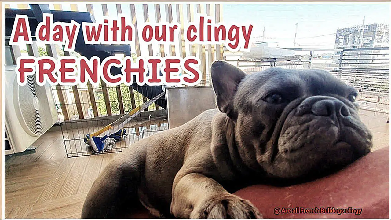 Are all French Bulldogs clingy-7