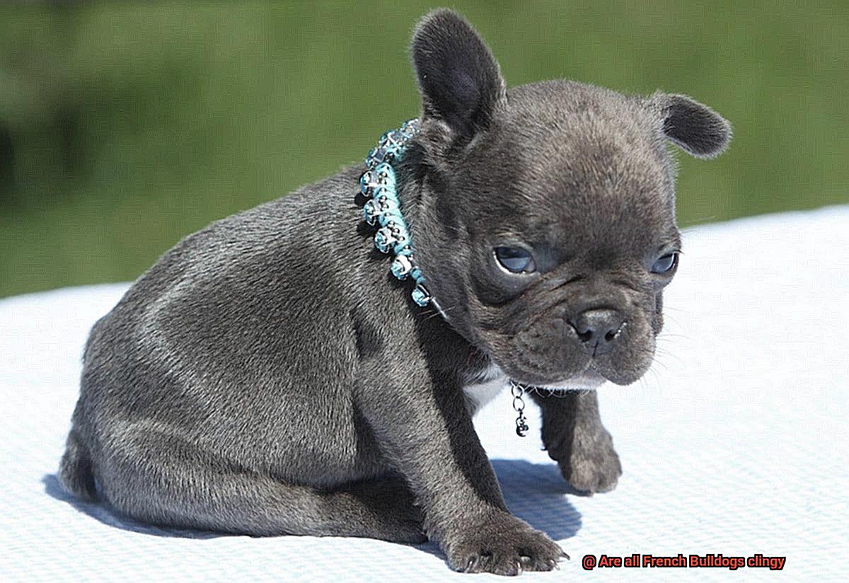 Are all French Bulldogs clingy-2
