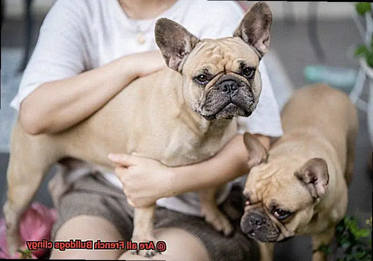 Are all French Bulldogs clingy-3