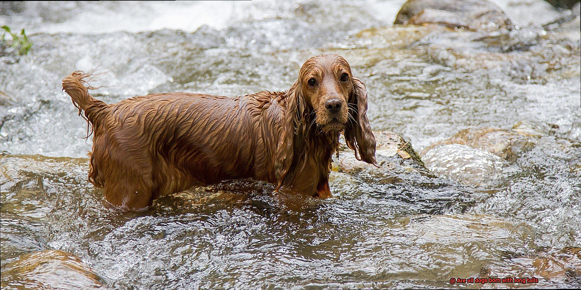 Are all dogs born with long tails-8