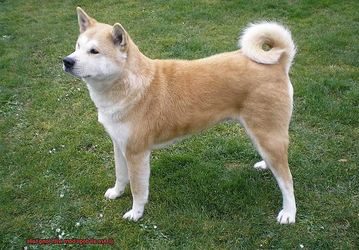 Are all dogs born with long tails-7