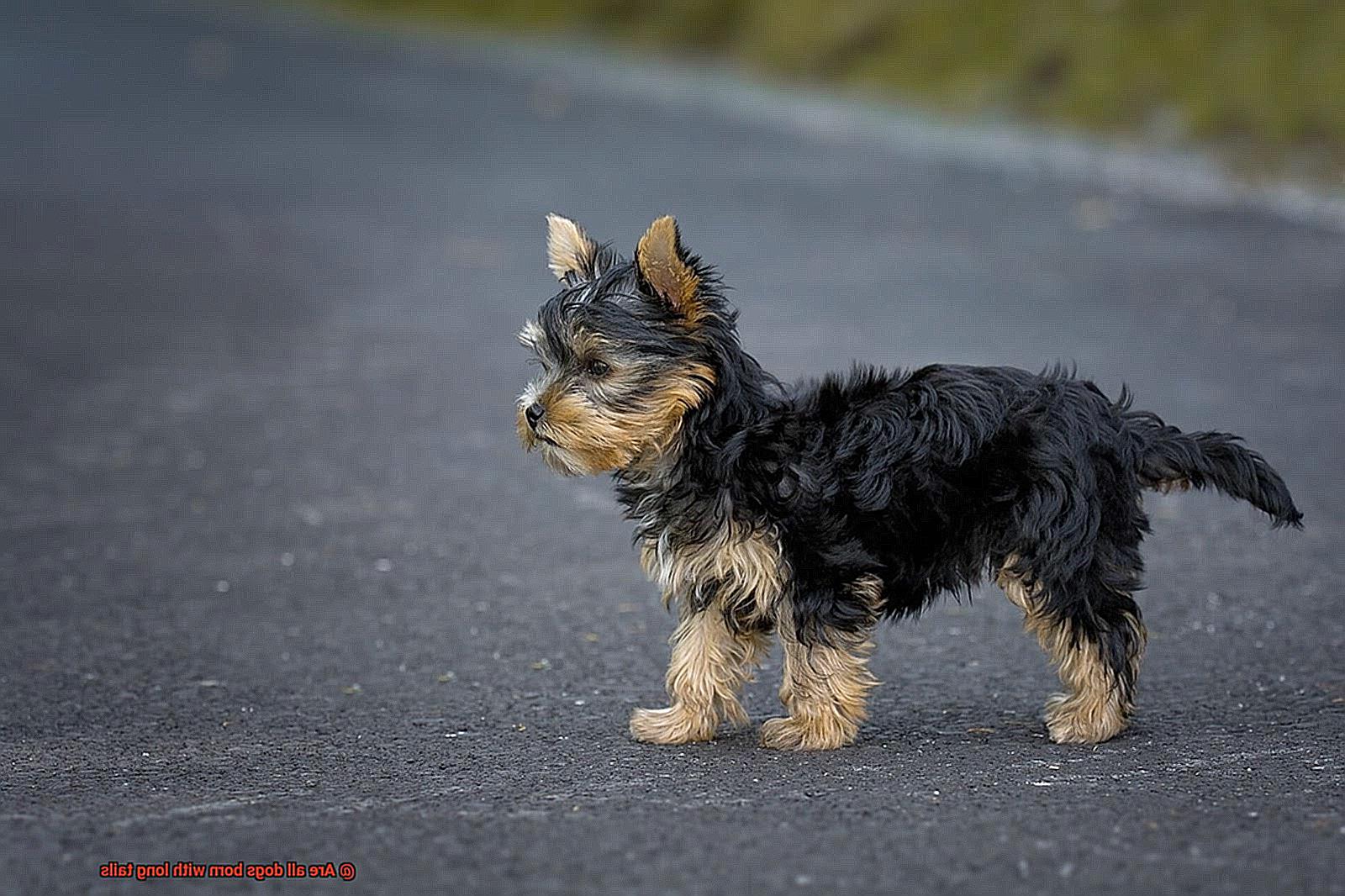 Are all dogs born with long tails-12