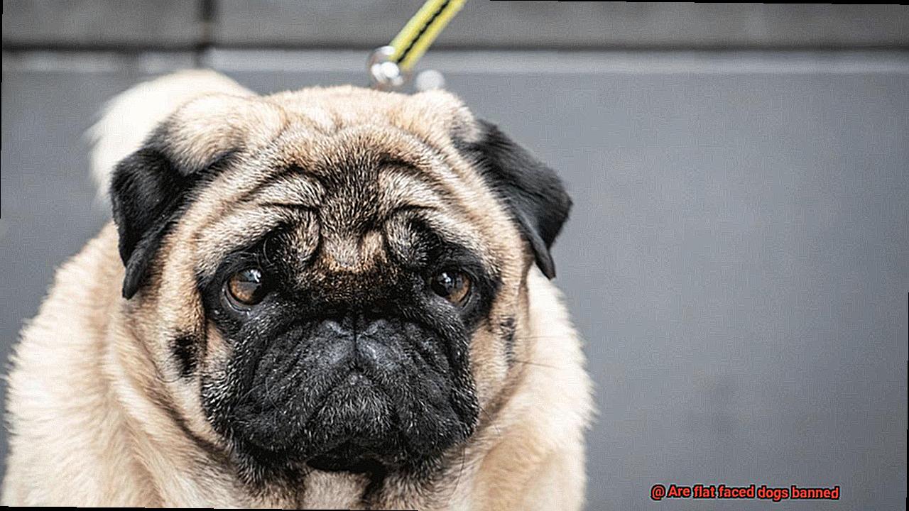 Are flat faced dogs banned-3
