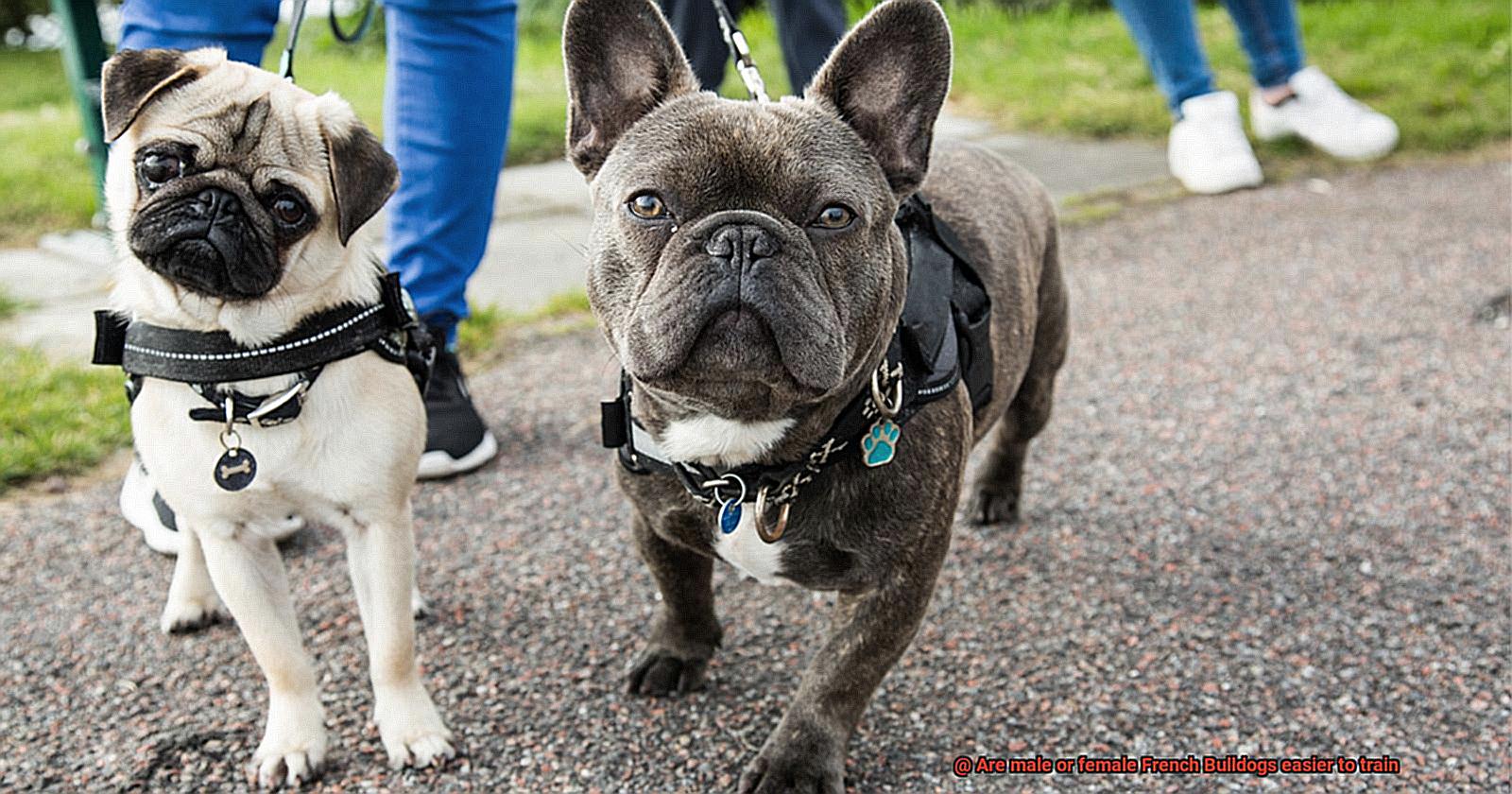 Are male or female French Bulldogs easier to train-7