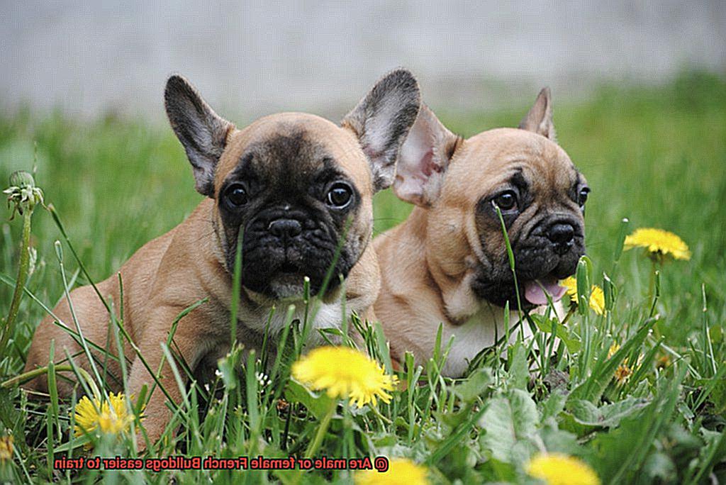 Are male or female French Bulldogs easier to train-3