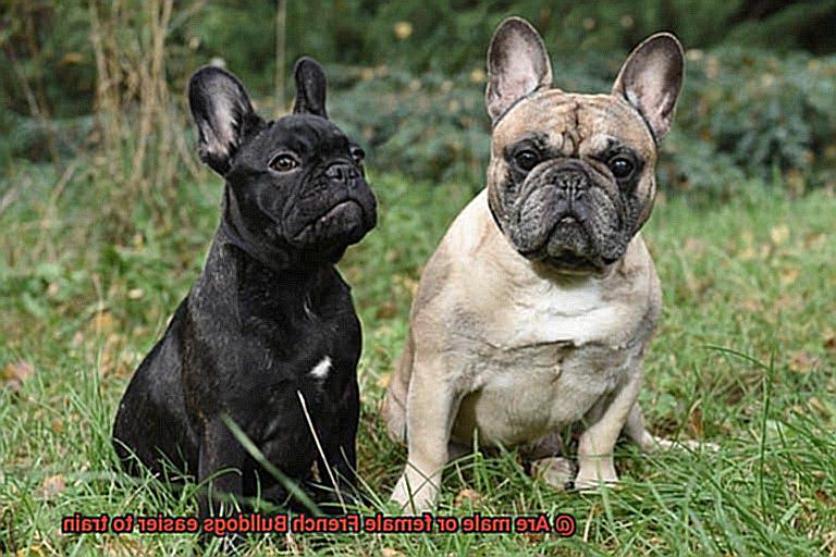 Are male or female French Bulldogs easier to train-5