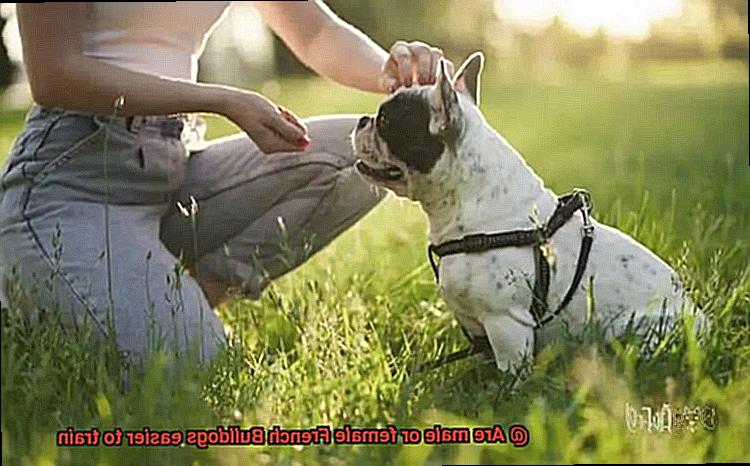 Are male or female French Bulldogs easier to train-10
