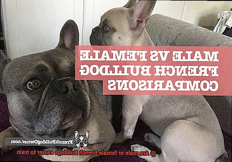 Are male or female French Bulldogs easier to train-6