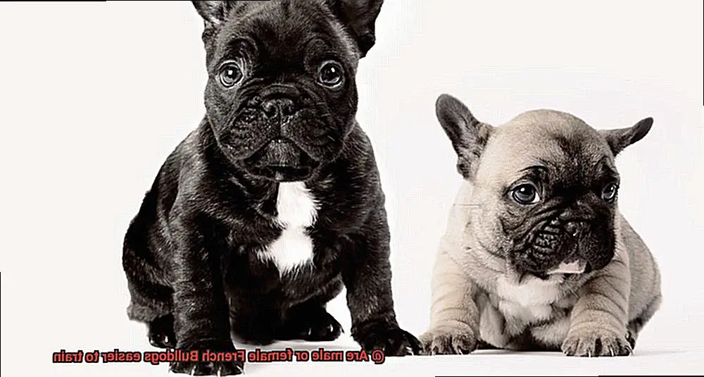 Are male or female French Bulldogs easier to train-4