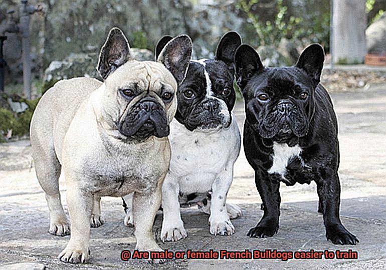 Are male or female French Bulldogs easier to train-12