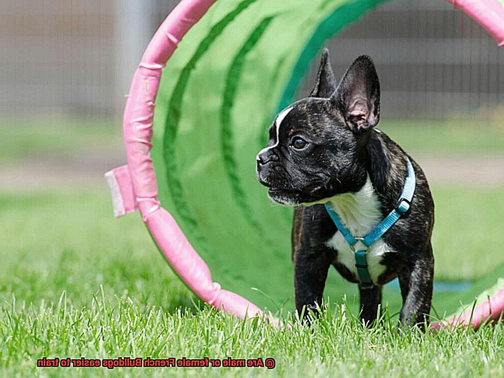 Are male or female French Bulldogs easier to train-8