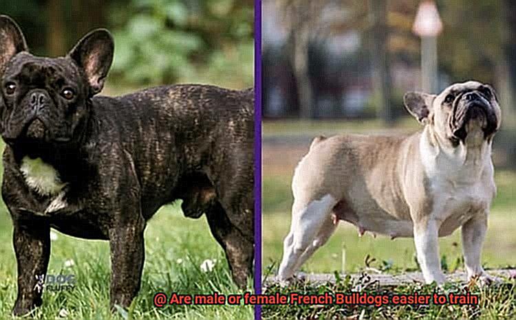 Are male or female French Bulldogs easier to train-9