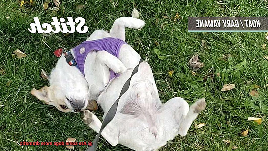 Are some dogs more dramatic-4