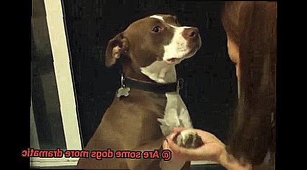 Are some dogs more dramatic-7