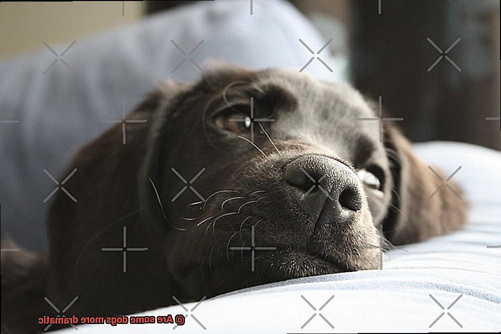 Are some dogs more dramatic-8