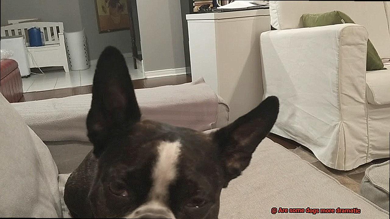 Are some dogs more dramatic-2