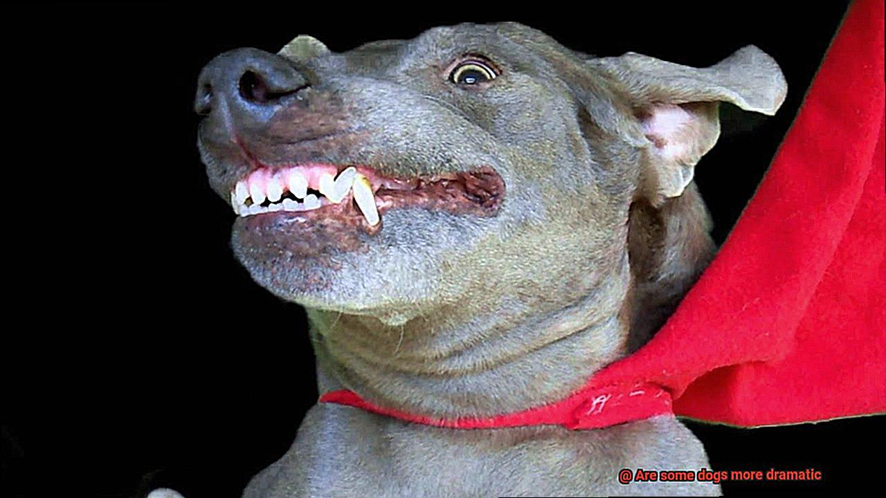 Are some dogs more dramatic-6