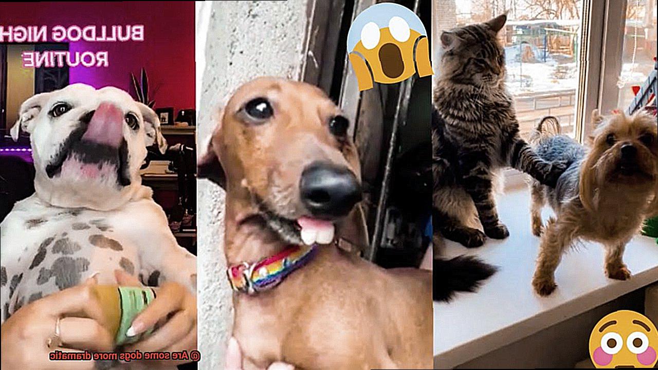 Are some dogs more dramatic-10