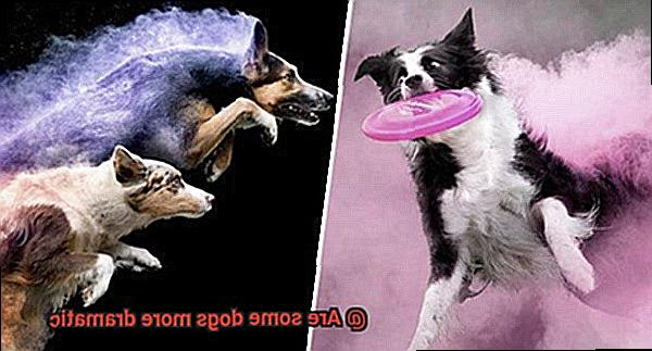 Are some dogs more dramatic-3