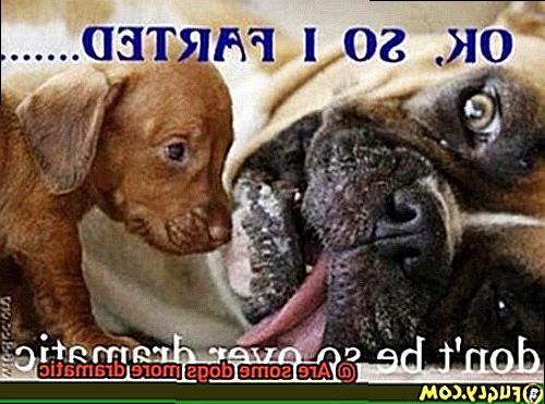 Are some dogs more dramatic-11