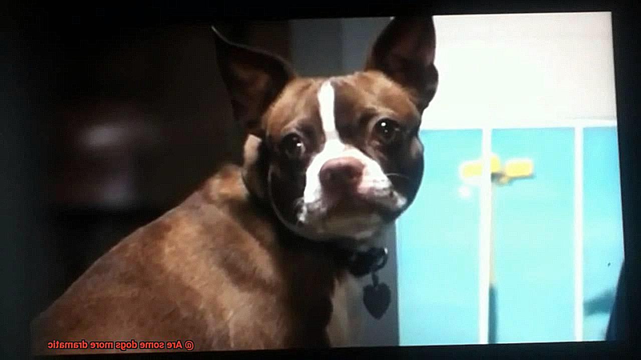 Are some dogs more dramatic-9