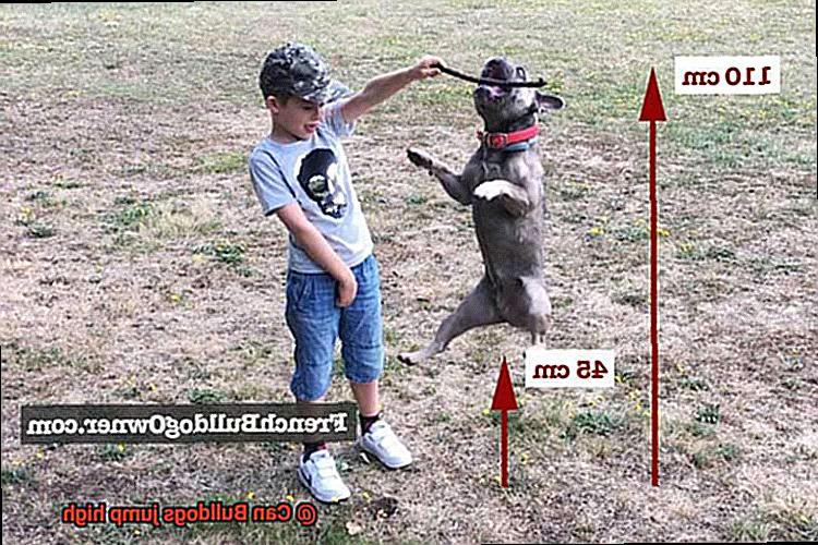 Can Bulldogs jump high-5