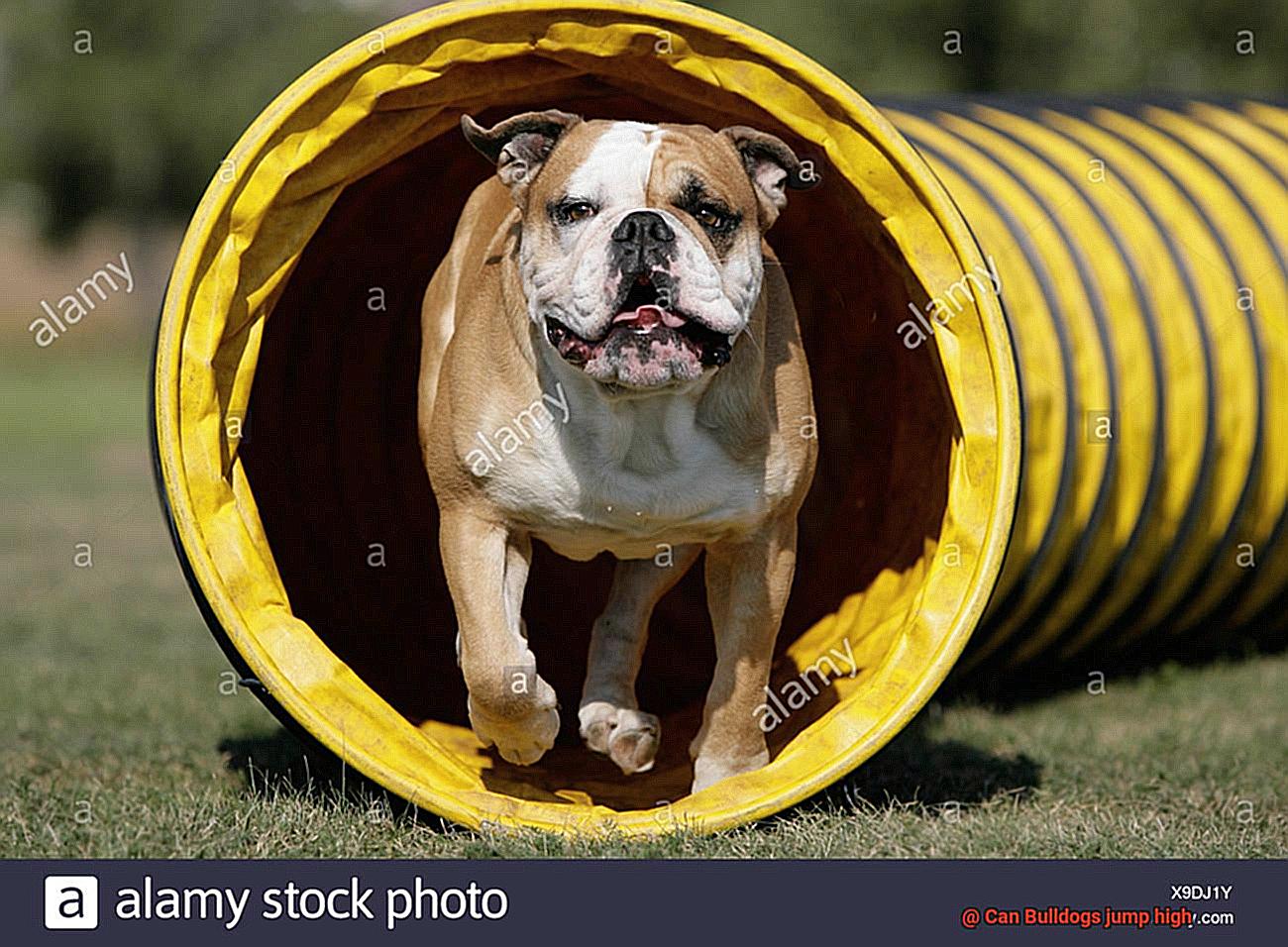 Can Bulldogs jump high-3