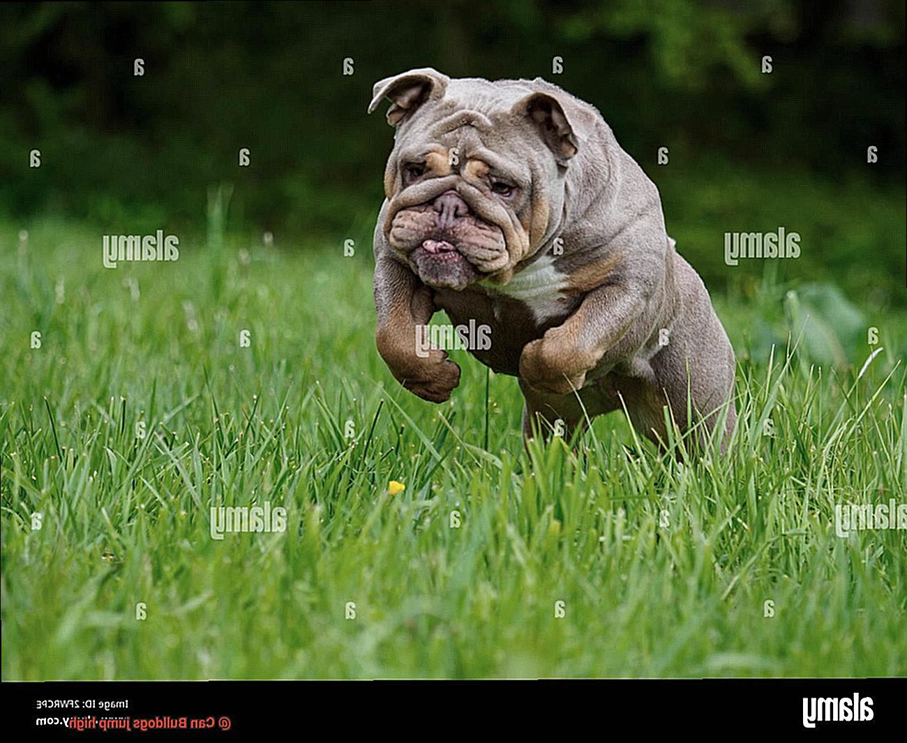 Can Bulldogs jump high-4