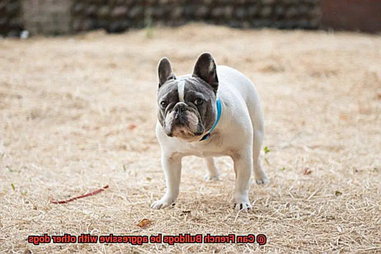 Can French Bulldogs be aggressive with other dogs-2