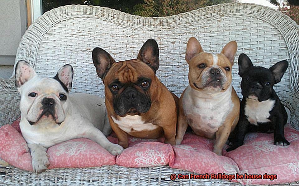 Can French Bulldogs be house dogs-7