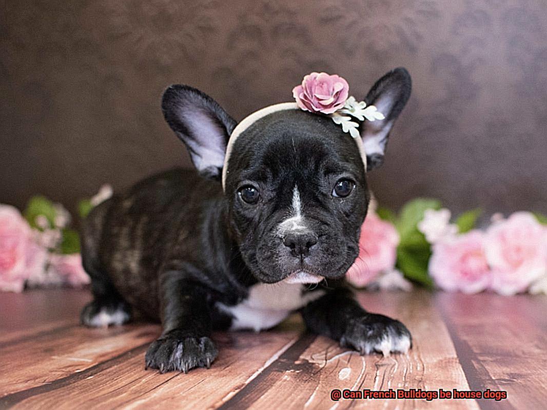Can French Bulldogs be house dogs-8