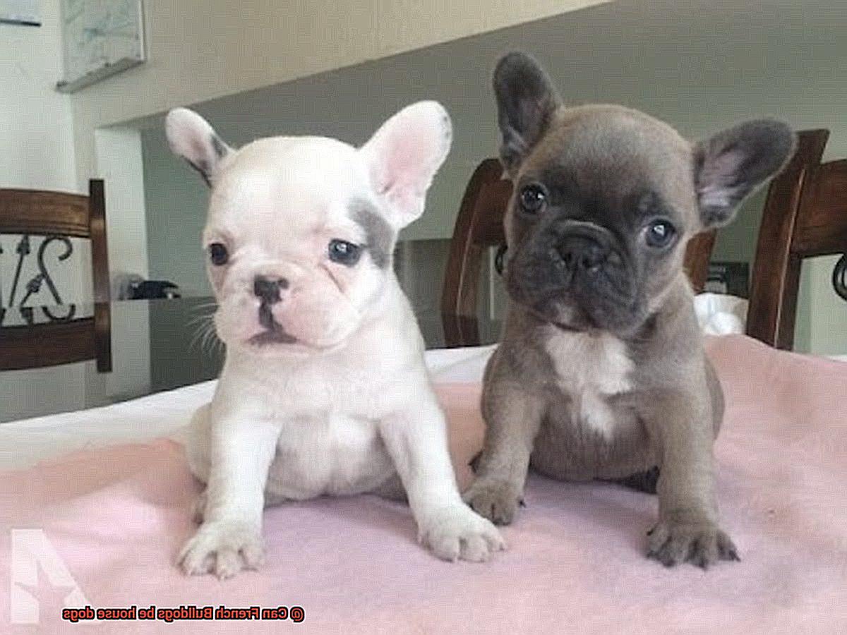 Can French Bulldogs be house dogs-3