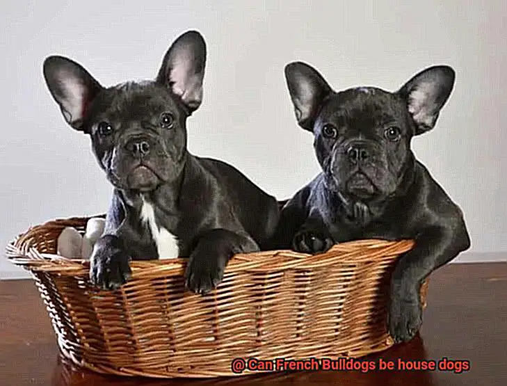 Can French Bulldogs be house dogs-5