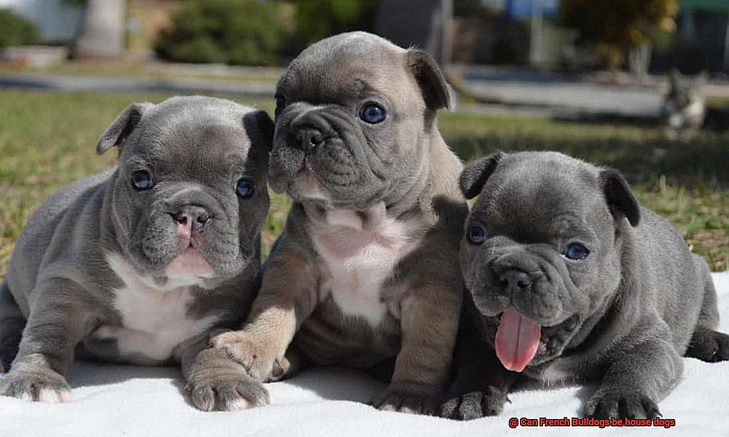 Can French Bulldogs be house dogs-6