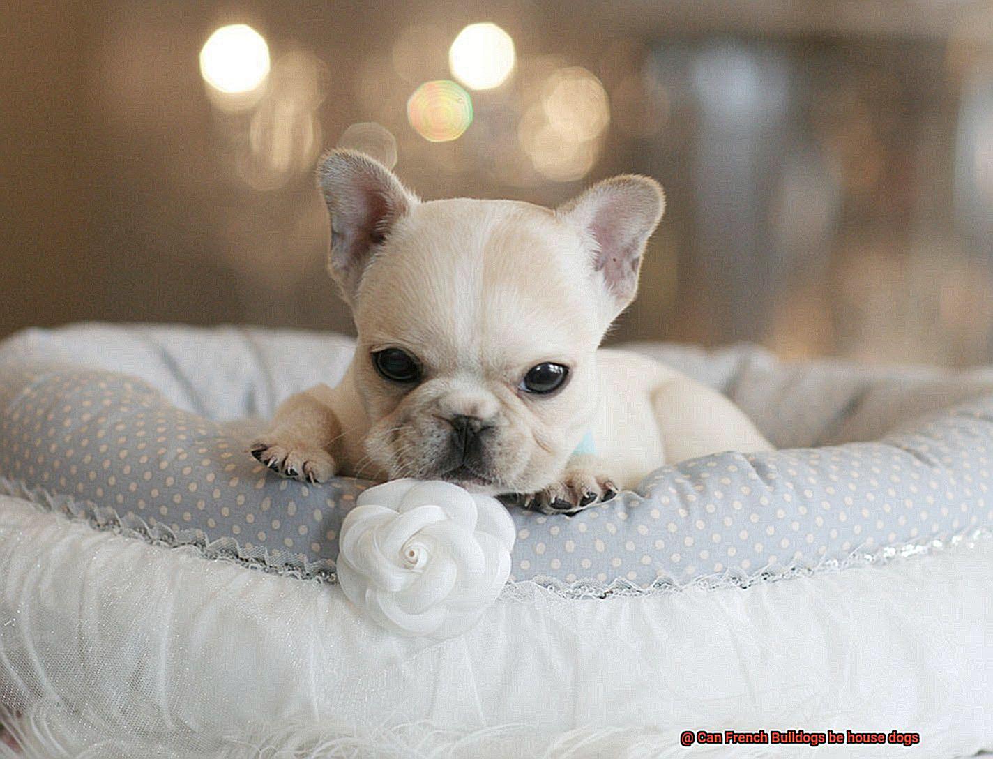 Can French Bulldogs be house dogs-10