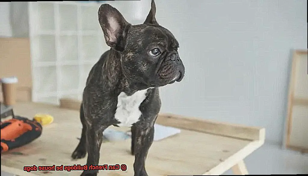 Can French Bulldogs be house dogs-2