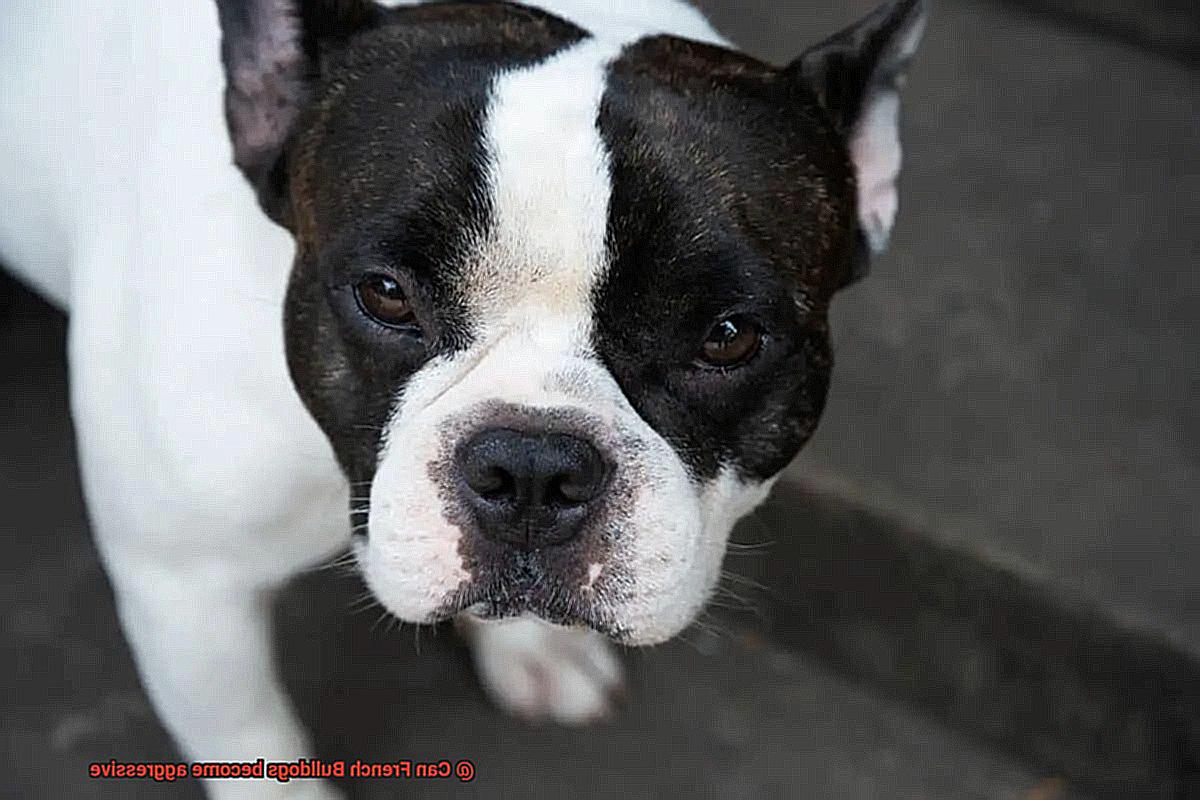 Can French Bulldogs become aggressive-7