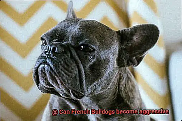 Can French Bulldogs become aggressive-5