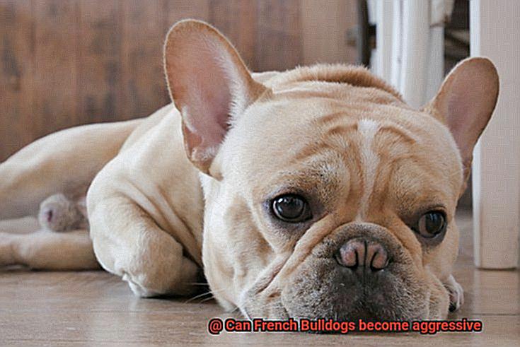 Can French Bulldogs become aggressive-6
