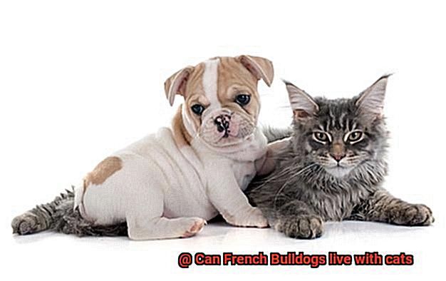 Can French Bulldogs live with cats-8