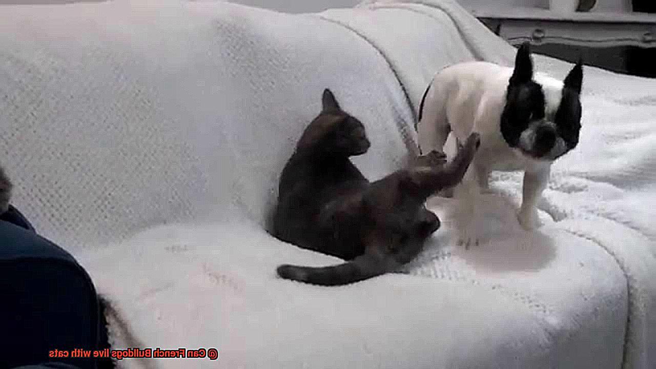 Can French Bulldogs live with cats-3